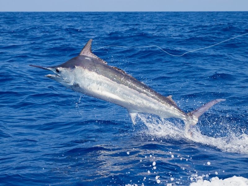 A large silver fish is jumping out of the sea