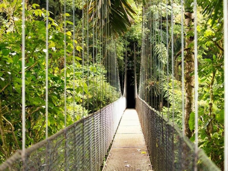 Metal hanging bridge in rainforest