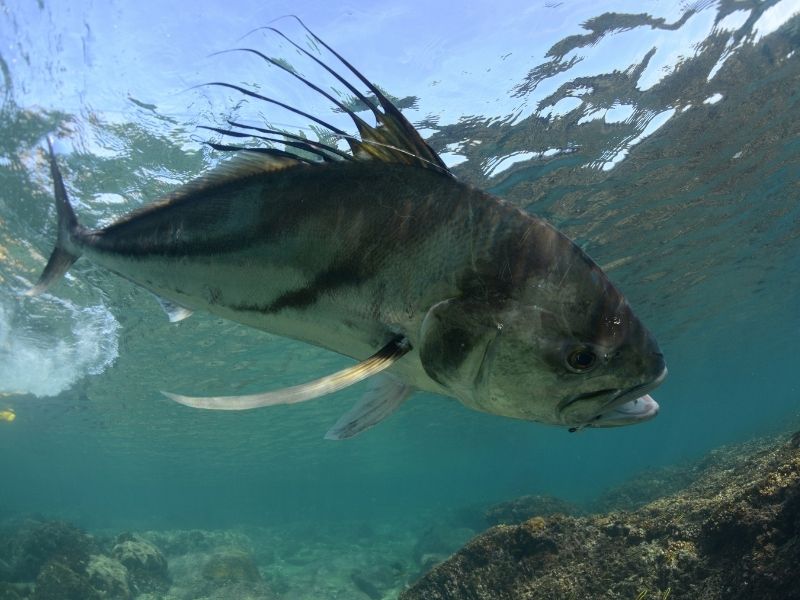 A silver black striped fish under water