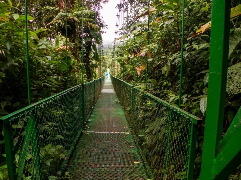 Green metal hanging bridge in the rainforest