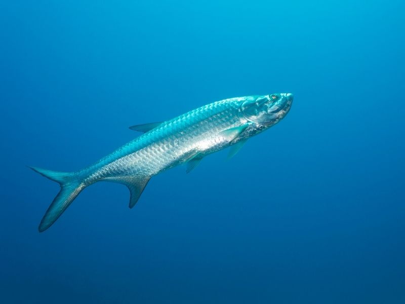 Blue silver fish under water