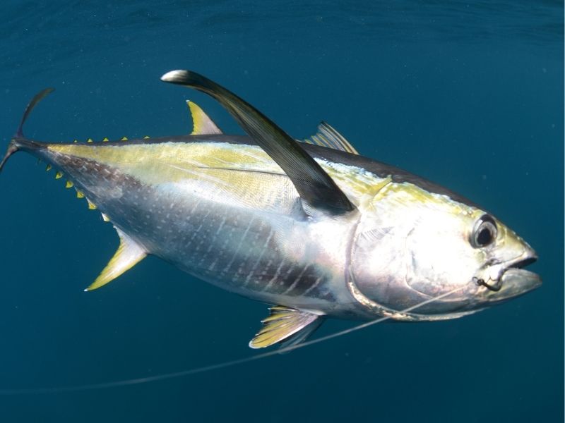 A yellow fin silver fish under water with a fishing hook in its mouth