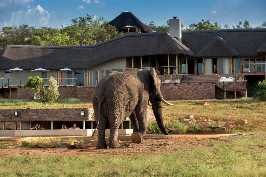 An elephant is in from of a one storey large hotel with huge windows. Some people watch the elephant from an underground hut. 