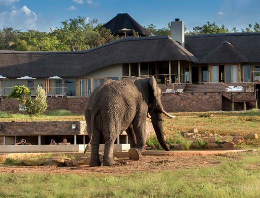 A lone storey grey and white building with an elephant walking in front.