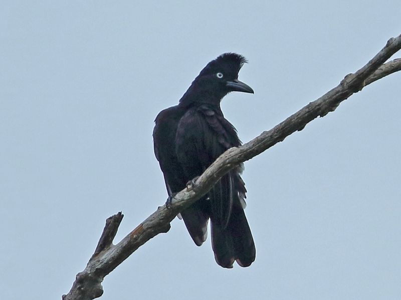 Black bird is standing on a branch