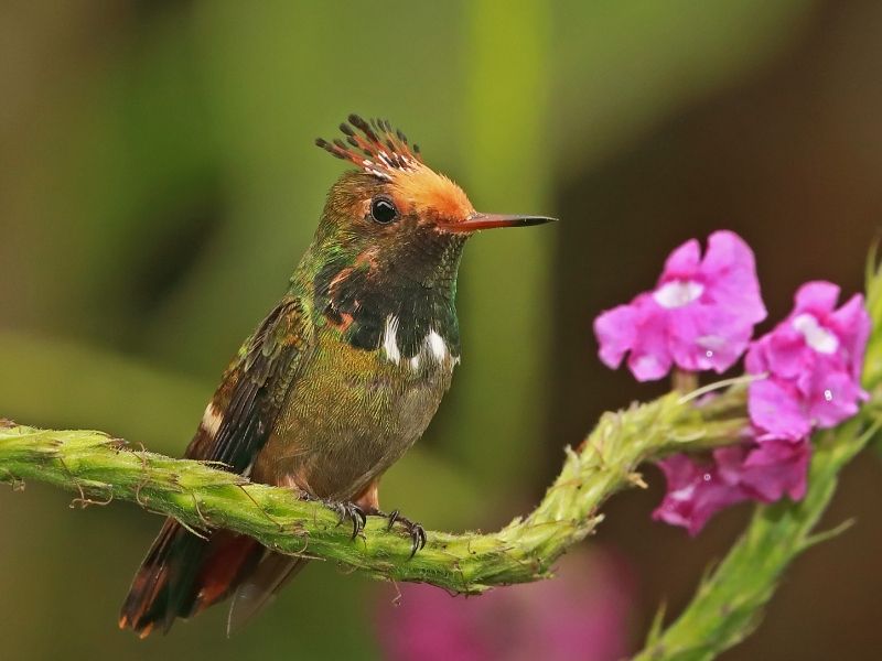 Green orange colored bird is standing in a flower