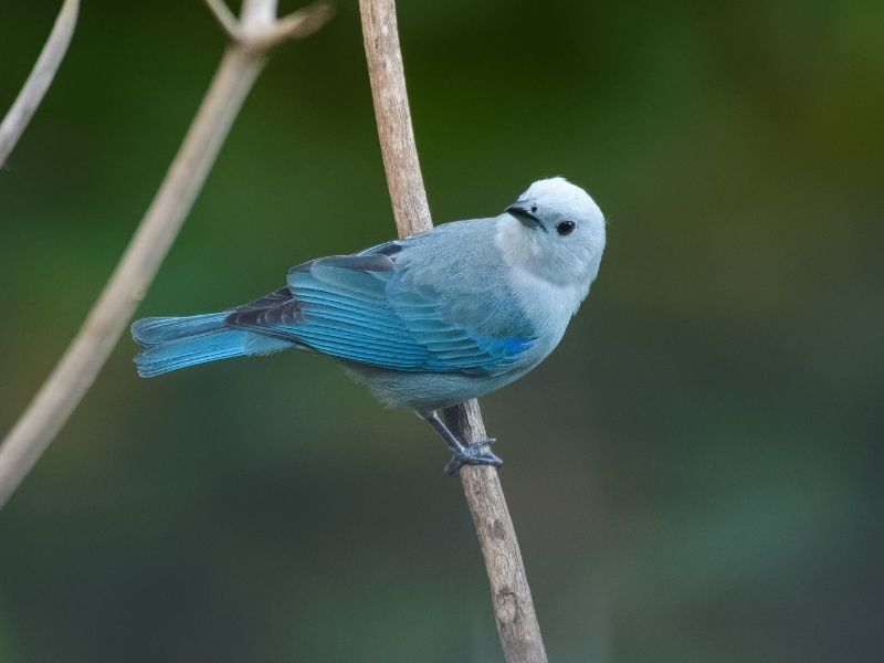 Bird in different shades of blue is standing on a branch