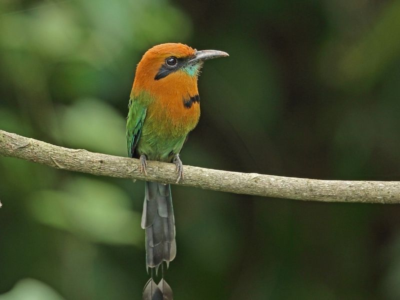 Orange green bird is standing on a branch