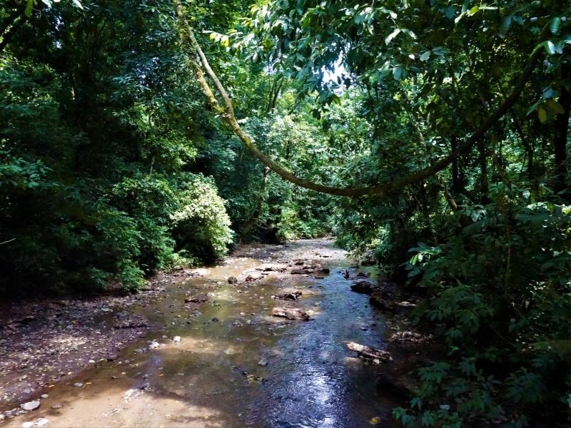 Small river within a rainforest