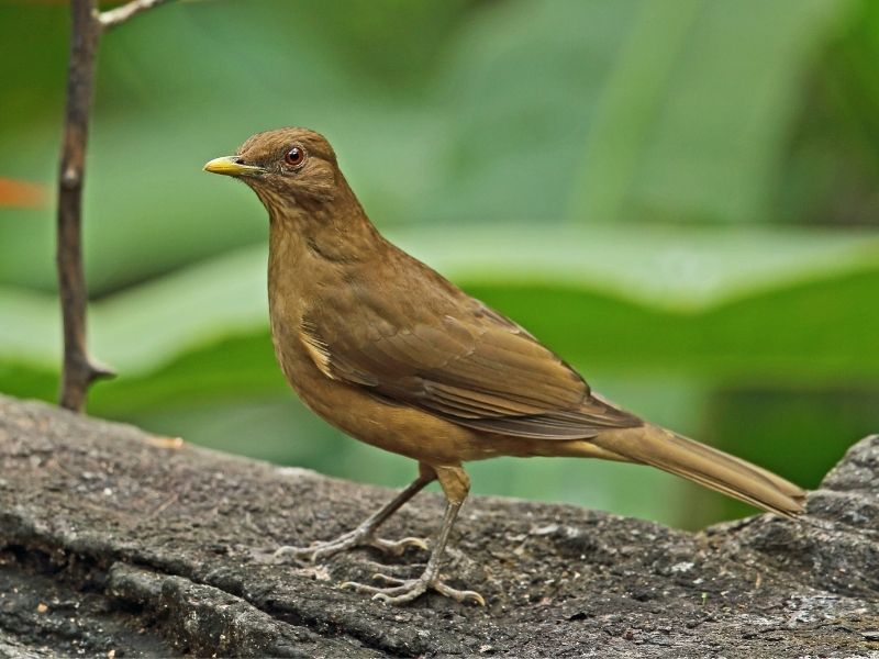 Small brown bird is standing on a branch