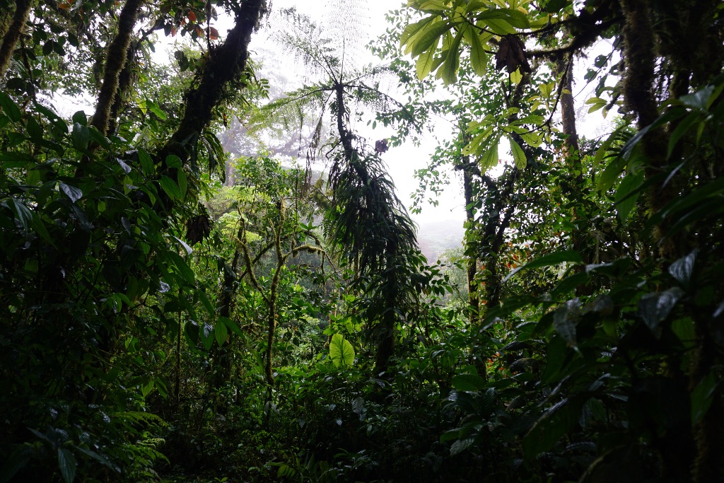 Rainforest from the ground with thick vegetation