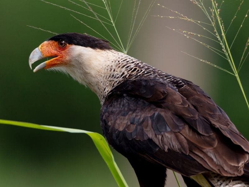 Brown bird with white neck and yellow feathers around the eyes