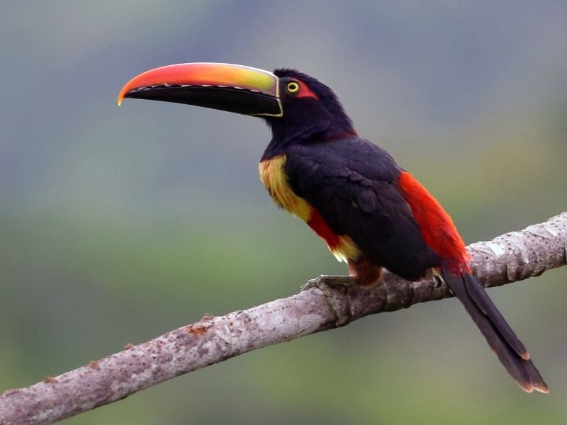 Yellow red black colored bird with long beak is standing on a branch