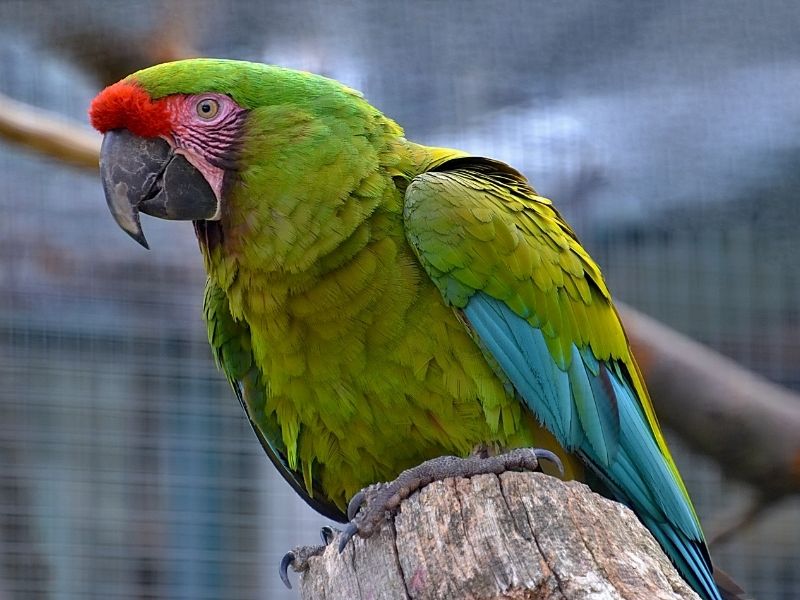 Green feathered macaw is standing on a wood