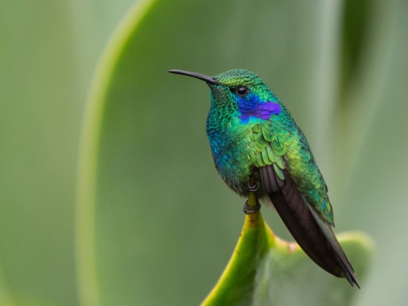 Hummingbird in different shades of blue and green is standing on a leaf