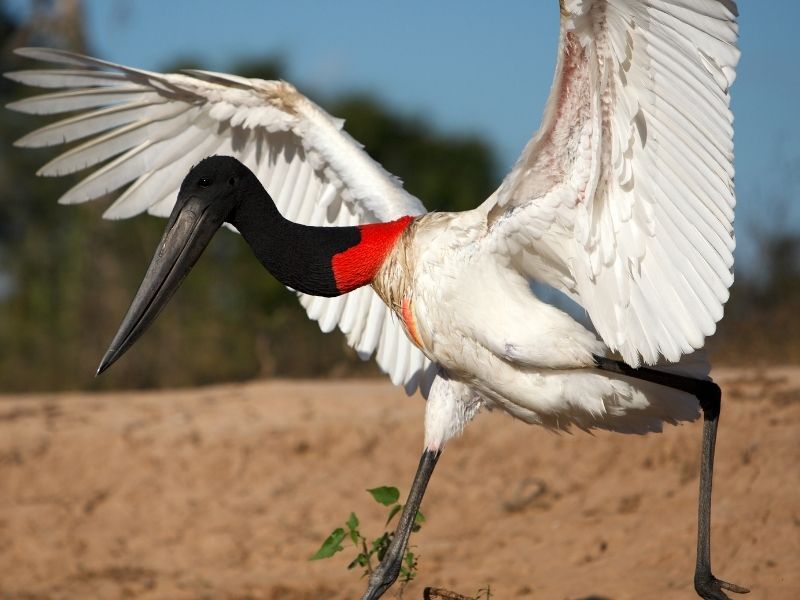 A large white feathered bird with red neck and black head is running in a sand with wings up high