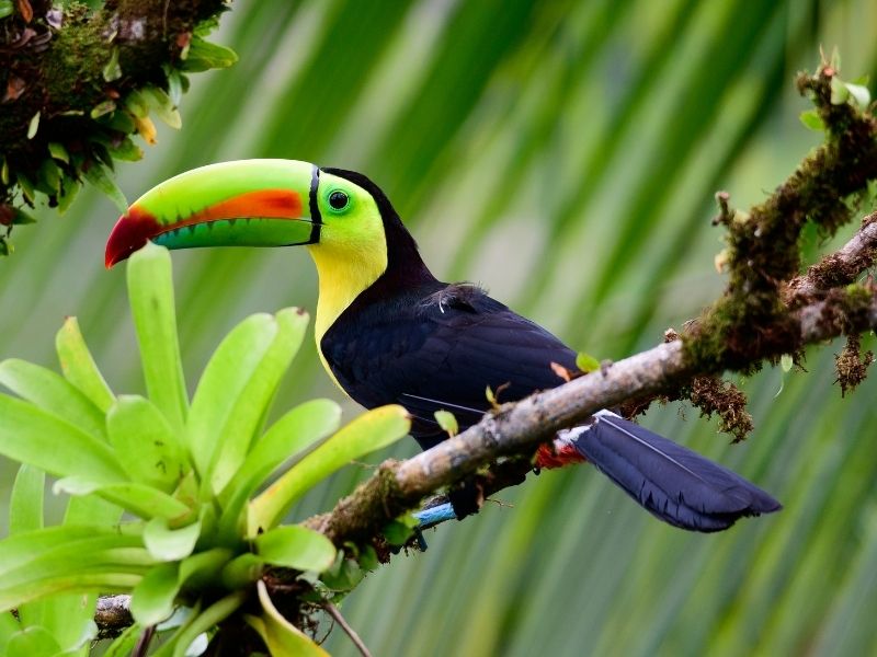 A yellow black toucan bird with neon green and orange beak is sitting on a branch