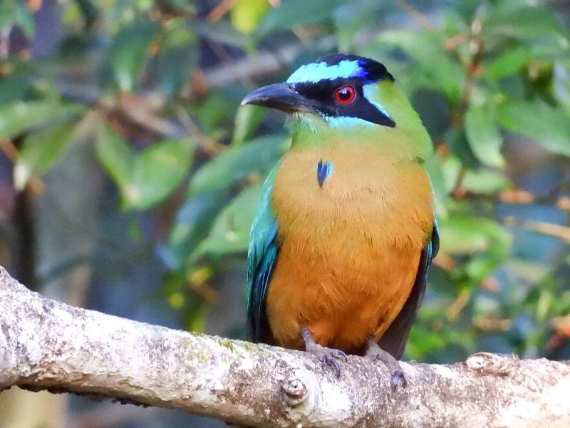 Orange and turquoise colored bird is sitting on a branch