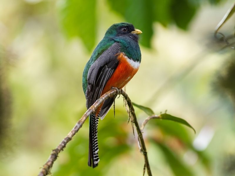 Blue green orange and white feathered bird is sitting on a branch