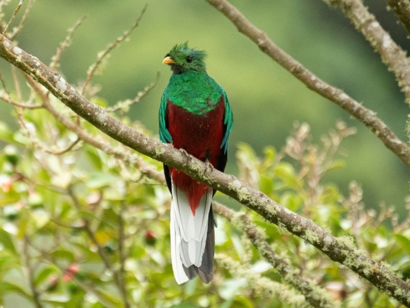 Green white and red feathered bird is sitting on a branch