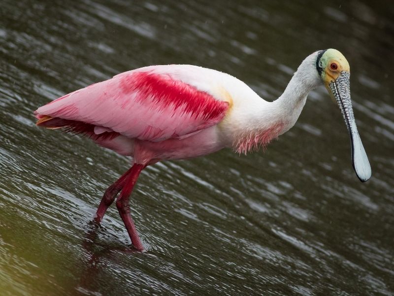 Pink and white feathered bird with long spoon-like beak is standing in a water