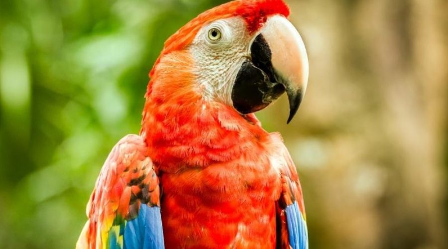 20 Costa Rica Birds You Must See