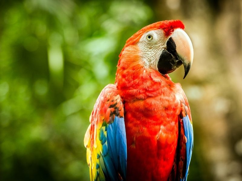 Red macaw bird with yellow and blue wings