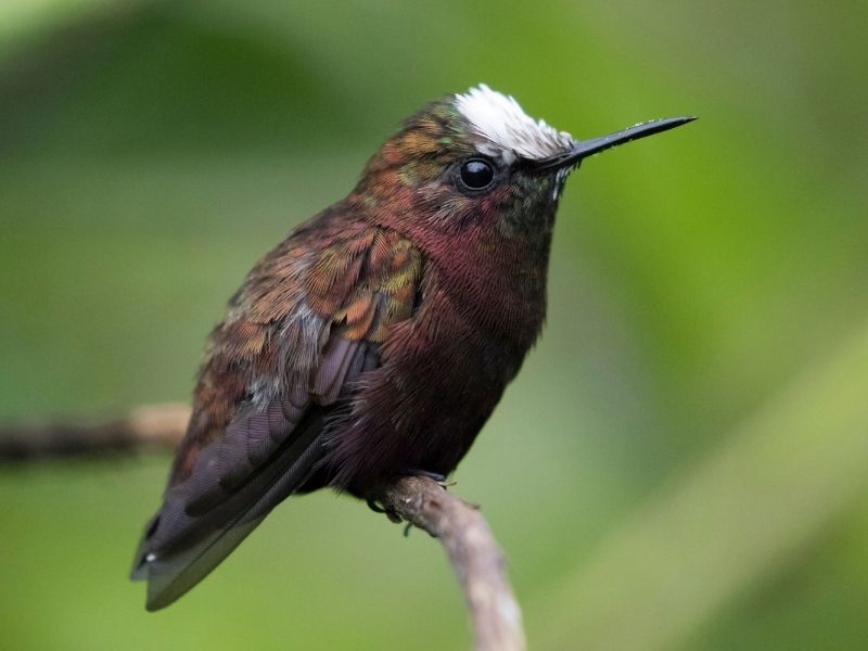 Brown bird with white feathers on the top of its head is sitting on a branch