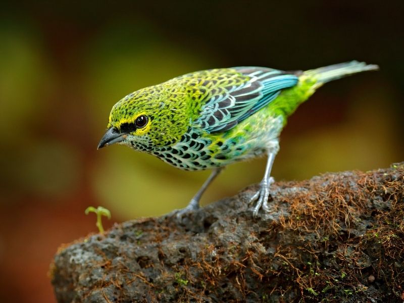 Bird with different shades of green is standing on a branch