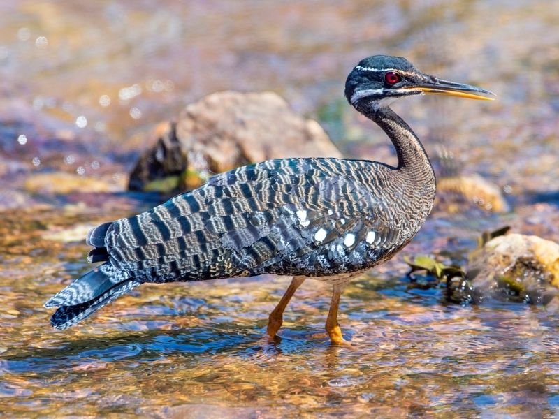 Bird in different shades of blue is standing in water