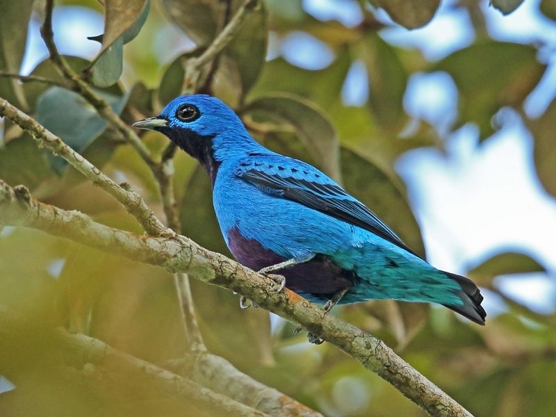 turquoise bird on a branch