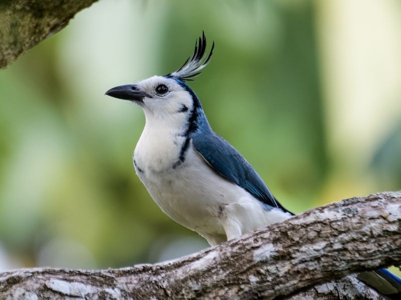 White blue bird on a branch