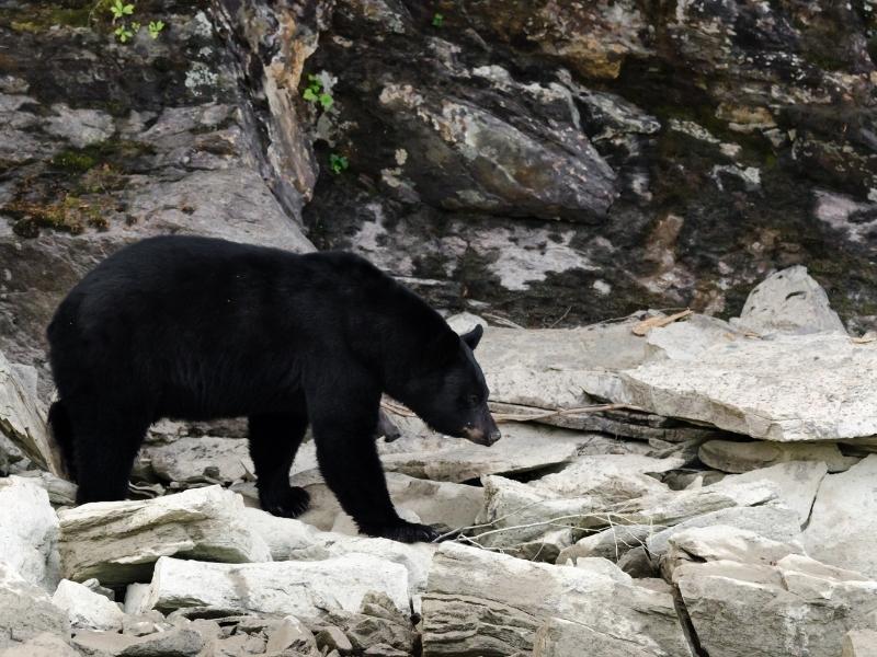 black bear is walking on a rocky surface