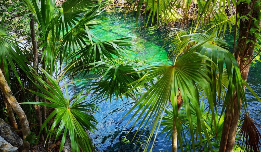 Palm trees hide the water.