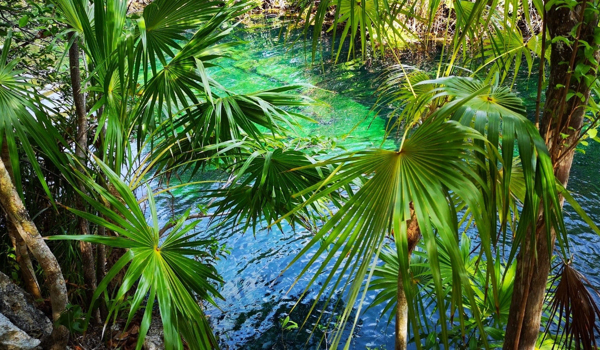 Palm trees hide the water.