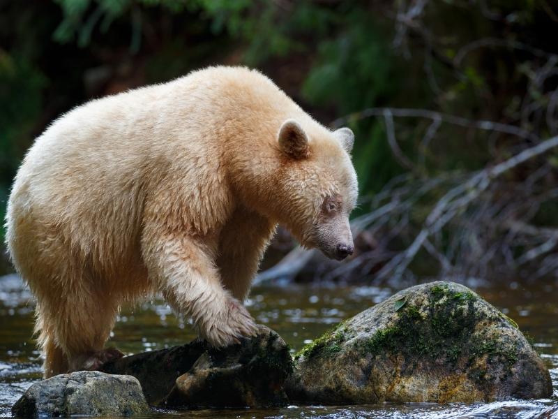Whiteish bear is walking on rocky surface