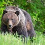 brown grizzly bear is looking right at the camera surrounded by green grass