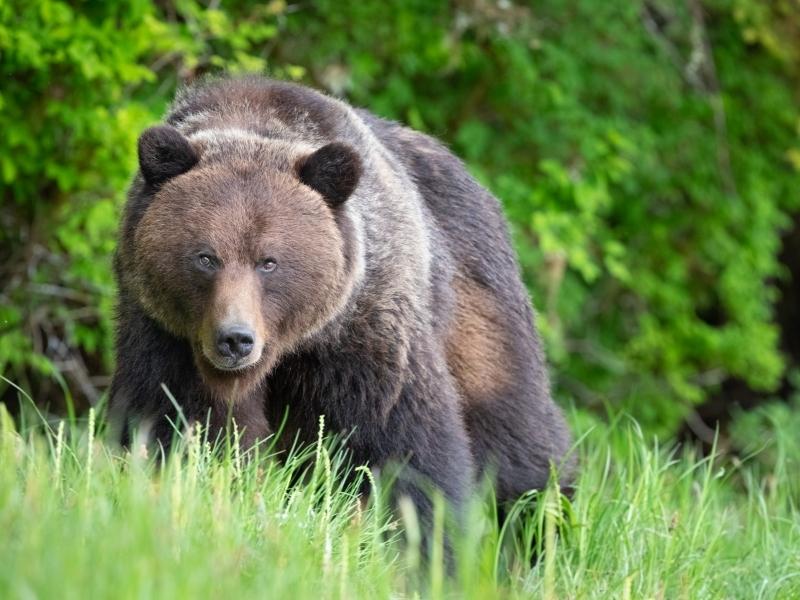 brown grizzly bear is looking right at the camera surrounded by green grass