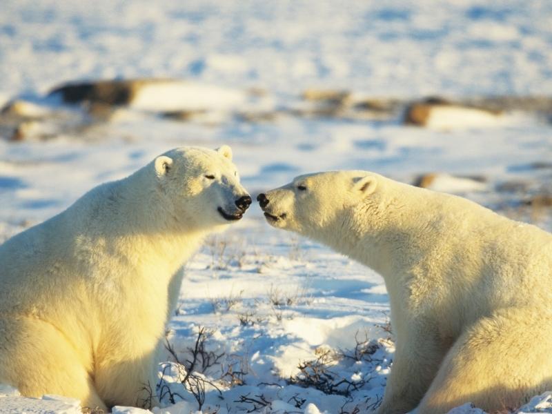 2 polar bears are facing each other in a friendly manner on a snowy environment