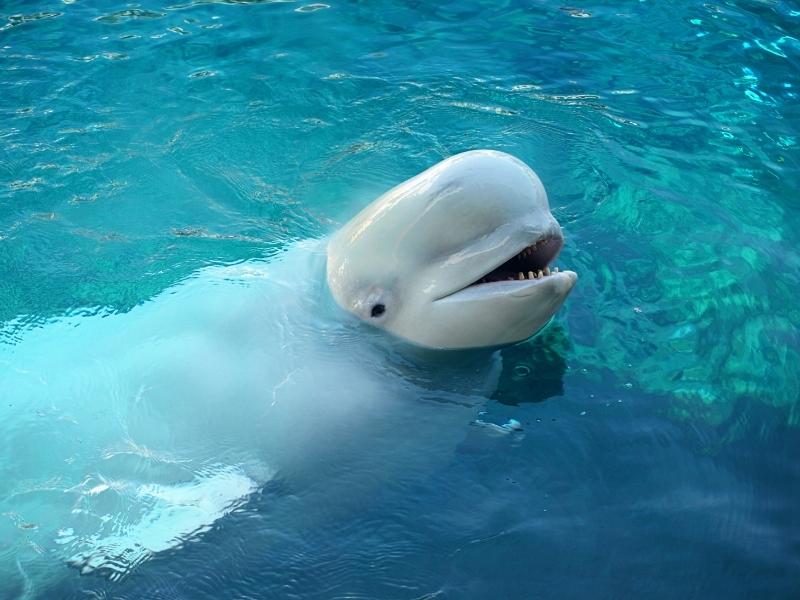 White beluga is resurfacing