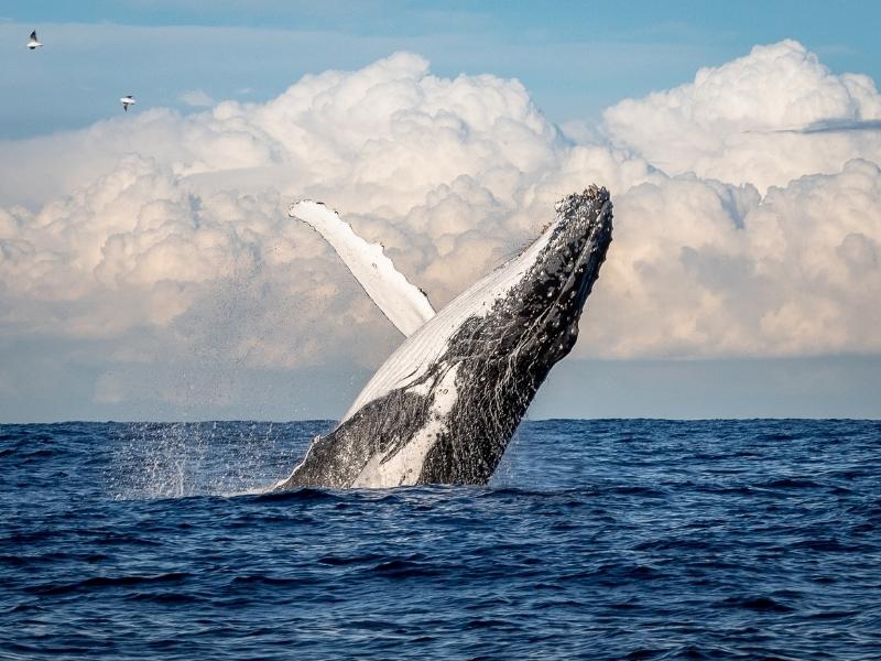 Humpback whale is jumping high up from the ocean