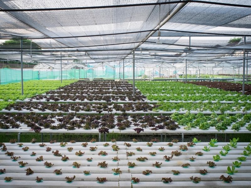 A greenhouse with lots of young plants in rows of silver tables