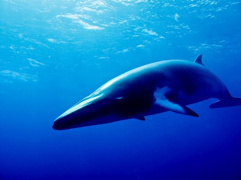 Minke whale is swimming in the dark blue ocean