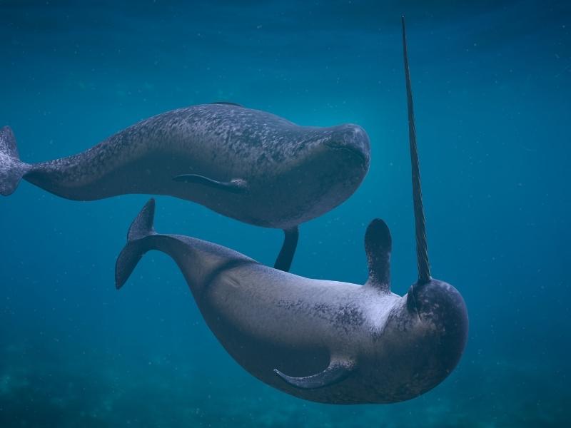 2 narwhals are swimming in a dark blue ocean