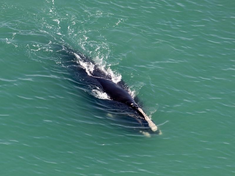 Dark slim North Atlantic right whale is swimming in a green ocean