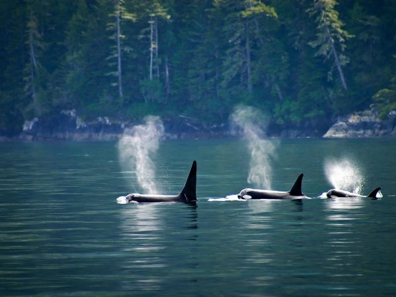 3 orcas are swimming in the surface and blowing water through their blowholes