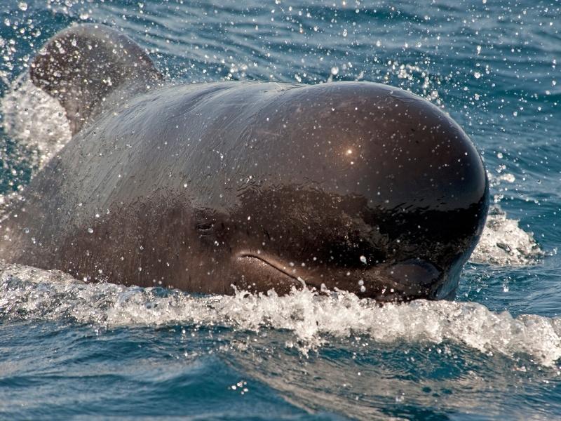 Dark grey pilot whale is resurfacing