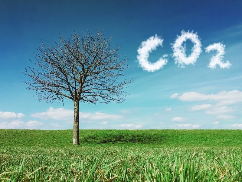 A tree and CO2 is written with clouds next to it