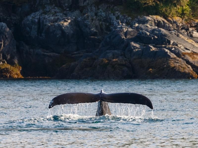 A whale is showing its tail