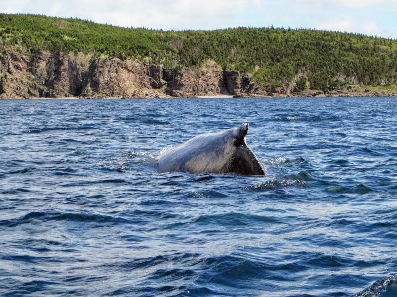 A whale is swimming and only showing its back fin.